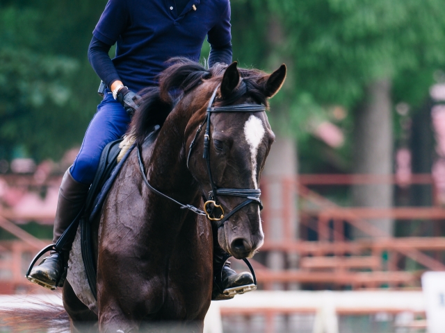 馬術競技の種類｜乗馬の基礎知識